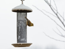 American Gold Finch Hanging Onto An Ice Covered Mesh Feeder After Freezing Rain, Trying To Extract Seeds From It
