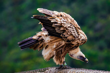 Bird Of Prey Flaps Its Wings Close-up