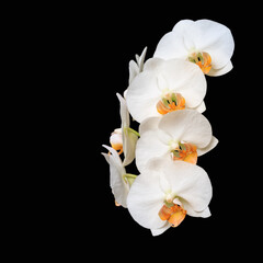 Wall Mural - White creme blooming orchid of the genus phalaenopsis variety Darwin with orange  lip on black background.