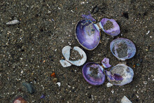 Purple Clam Shells In A Circle On The Sand, Beach