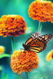 Fototapeta Kwiaty - Bright orange flowers and monarch butterfly in the summer garden. Magical macro image.