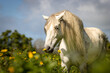 White Lusitano horse, amazing animals, good looking, smelling flowers.