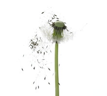 Dandelion Spores Blowing Isolated In White