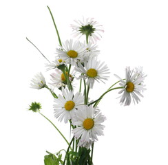 Wall Mural - Daisy flowers, herbal plant isolated on white with clipping path