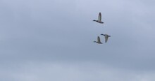 Three Duck Birds Flying Overhead Together In Formation Slow Motion