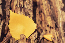 Autumn Yellow Leaf On An Old Rotten Tree