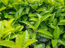 Fresh Leaves On The Bushes. Natural Pattern. Leaves Background. Red And Green Shrubs In The South.