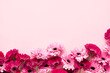 Pink gerbera flowers on a pink background. Mothers Day, Valentines Day, birthday concept
