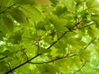 canvas print picture Green Leaves in Spring 