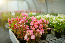 Colorful Begonia Plant In Pots. Flowers For Sale In Greenhouse.
