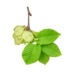 Elm or Ulmus Glabra Pendula branch with fruits and young leaves isolated on white background. Decorative weeping tree for landscaping.