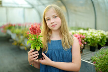 Pretty Young Girl Holding Colorful Begonia Plant In A Pot. Flowers For Sale In Greenhouse.