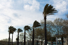 Strong Wind That Moves The Leaves Of The Palm Trees