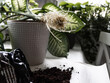 © Cavan Images - Transplanting a houseplant into a new pot.