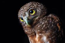The Studio Shot Of A Collared Pygmy Owl