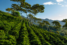 An Organic Coffee Farm In The Mountains Of Panama, Chiriqui Highlands