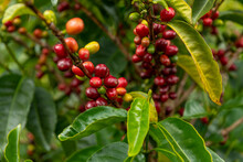 Raw Arabica Coffee Beans In Coffee Plantation, Chiriqui, Panama