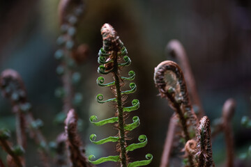 Fern leaves in spiral in the woods with cinematic effect and selective focus