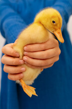 Small Yellow Duckling In Children's Hands On Blue Background, Selective Focus