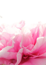 ピンク牡丹　接写花粉　日本の花
Pink Peony Close-up Pollen Japanese Flowers
