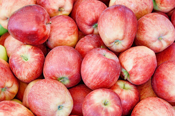 Canvas Print - Closeup view of fresh red apples. Good harvest of fruits