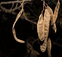 Robinia Pseudoacacia, Commonly Known In Its Native Territory As Black Locust. Pods With Seeds On The Tree In Springtime.