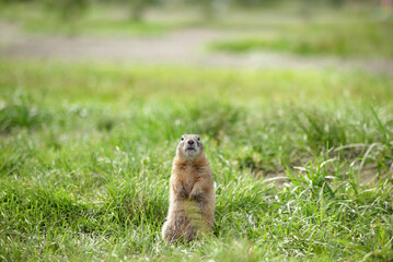 Wall Mural - funny serious gopher sits among the green grass and looks at the camera