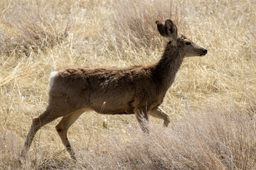 Wall Mural - A mule deer walks across the grassland prairie at Rocky Mountain Arsenal near Denver Colorado