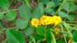 Selective focused yellow peanuts flower with green leaves growing in field, pinto peanut in bloom.