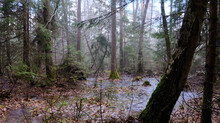 Springtime Alder-bog Forest In Rainfall