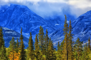 Wall Mural - forest in the mountains landscape beautiful green nature summer background forest