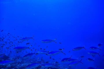 Poster - flock of fish in the sea background underwater view