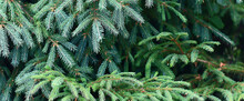 Green Fresh Fir Branches Seasonal Background Forest