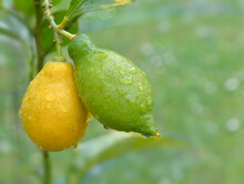 Closeup On Yellow And Green Lemons Growing In The Tree  Covered With Drops In  A Garden