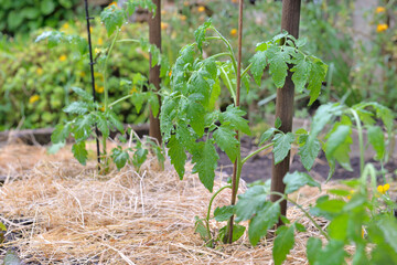 Wall Mural - young tomato plant growing in a vegetable garden whose soil has been covered with straw