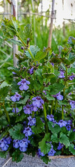 Canvas Print - Blooms Boudreau hederacea Glechoma hederacea .