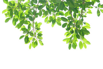 Wall Mural - green leaves on a white background