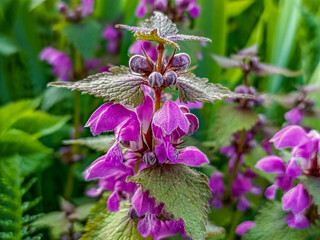 Canvas Print - Pink lamium purpureum spring flowering plant into city garde