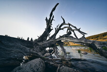 Closeup Shot Of A Withered Tree In A Lake