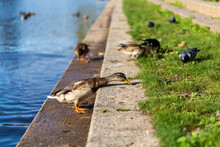 Selective Focus Shot Of Mallard Ducklings On Riverbank