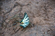 A beautiful butterfly Iphiclides podalirius (Scarce swallowtail)
