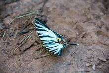 A Beautiful Butterfly Iphiclides Podalirius (Scarce Swallowtail)