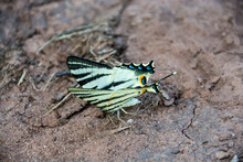 A Beautiful Butterfly Iphiclides Podalirius (Scarce Swallowtail)