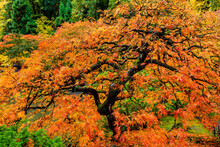 Closeup Of A Japanese Maple Tree With Colorful Leaves In The Garden