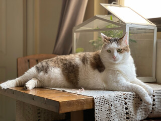 Wall Mural - Brown and white cat resting on a wooden table with crochet table cover