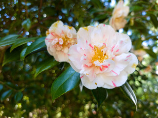 shallow focus shot of a japanese camellia blossoming in a gr in daylight with blurred background