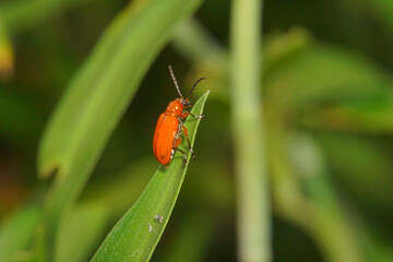 Wall Mural - Closeup shot of red lily leaf beetle