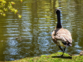 Wall Mural - A Canadian goose standing on the green grass on the edge of a lake in a park on a sunny day