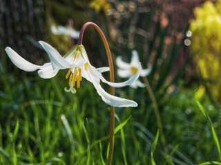 Wall Mural - Closeup shot of a giant white fawn lily flower blossoming in a garden in daylight