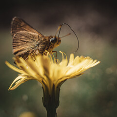 Sticker - Close-up shot of a beautiful Dakota skipper on a flower in the garden